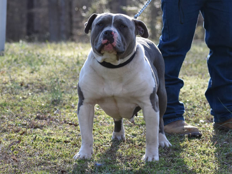 XL Pitbull & American Bully XL Breeders in North Carolina