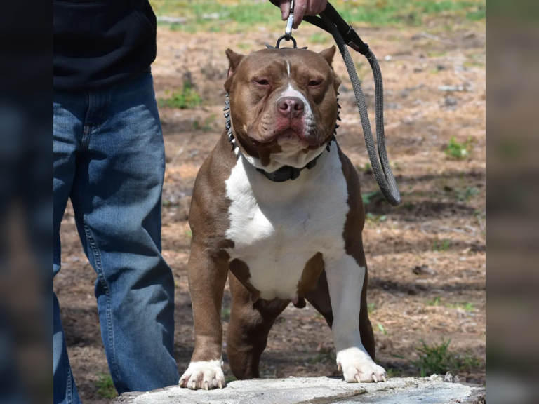 XL Pitbull & American Bully XL Breeders in North Carolina