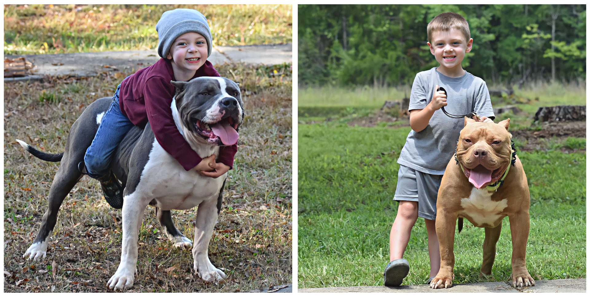 massive xxl pitbulls with kids