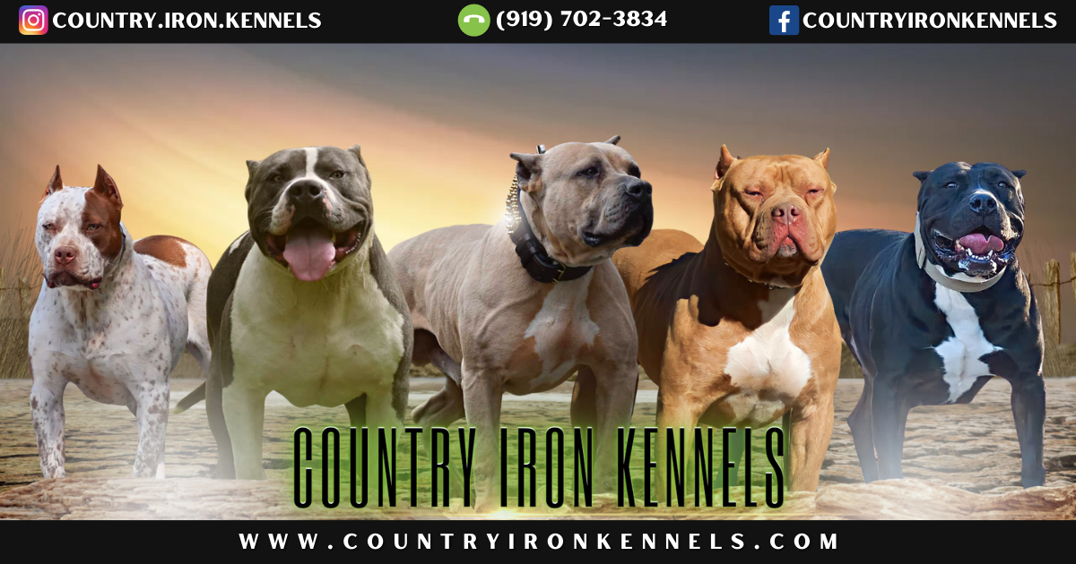 XL Pitbull & American Bully XL Breeders in North Carolina