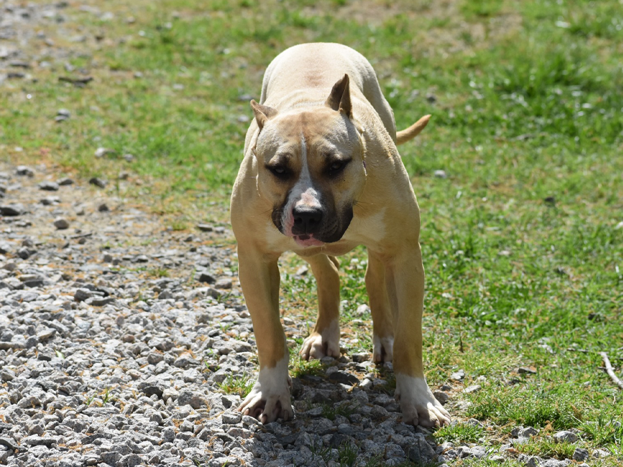 XL Pitbull & American Bully XL Breeders in North Carolina