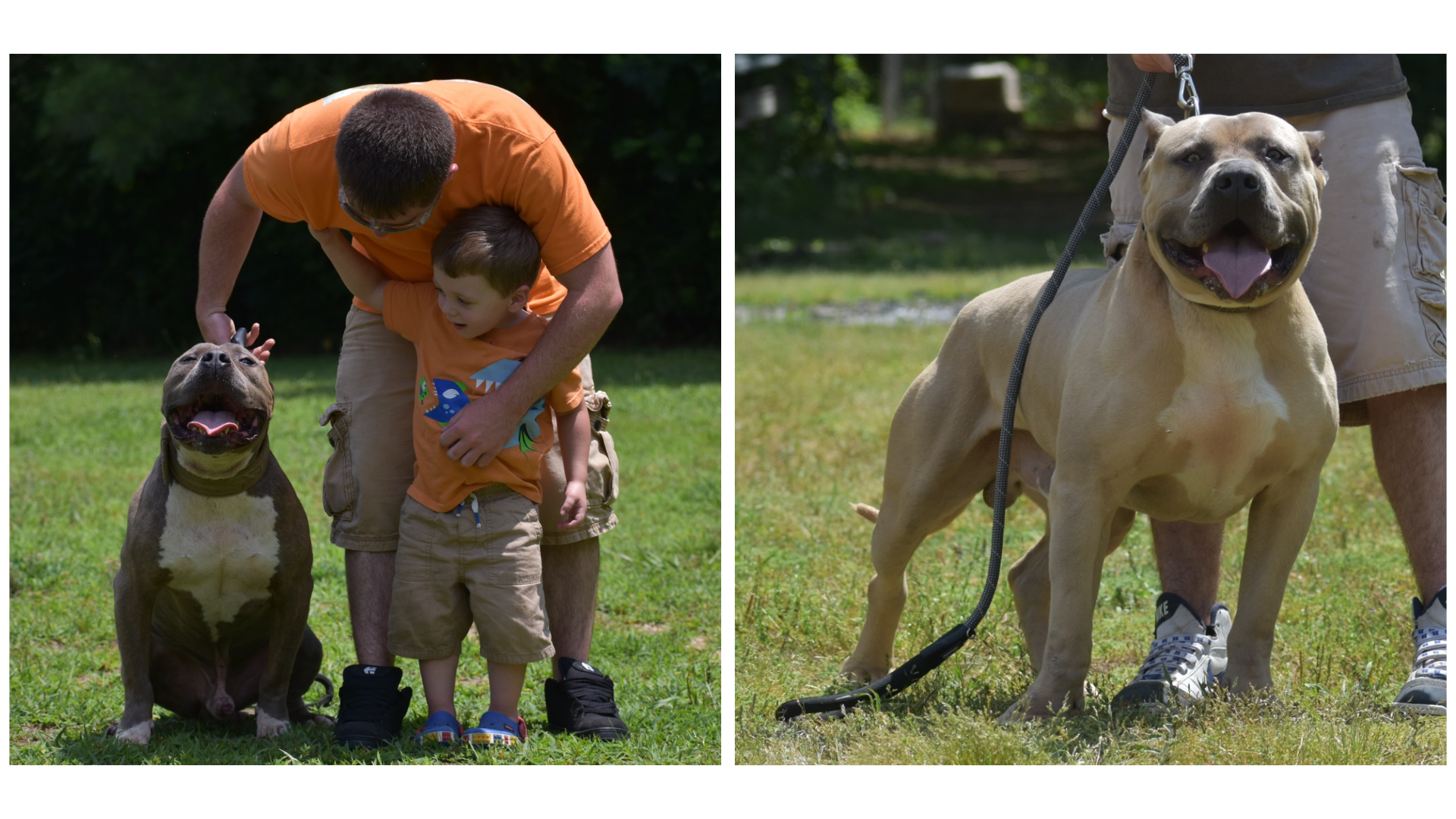pitbull breeders and pitbull puppies for sale north carolina american bully breeders