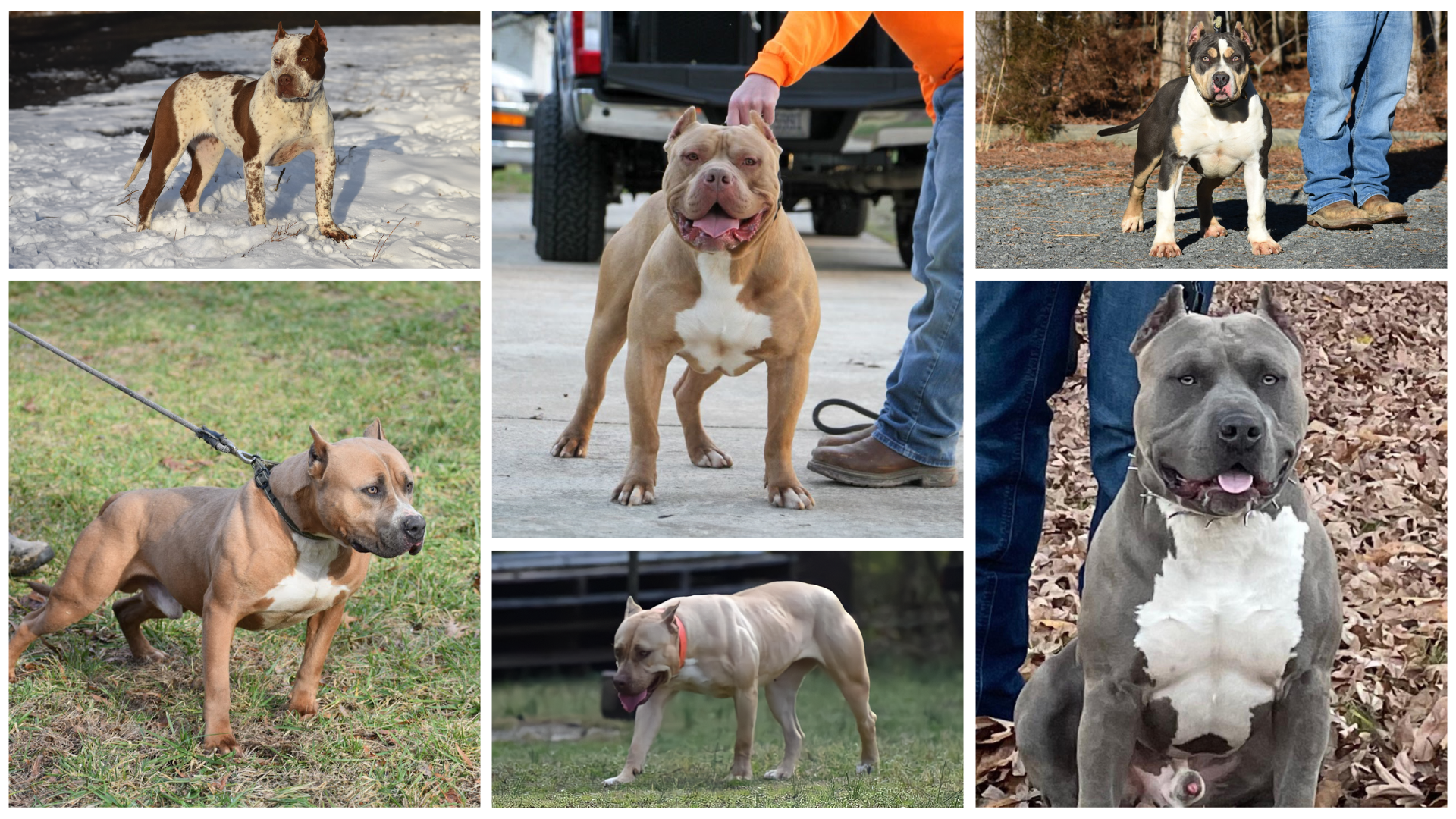 xl pitbulls bullies for sale north carolina XL bully pitbulls breeders near me