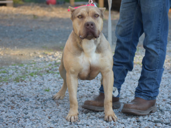 puppies for sale xl pitbulls sable