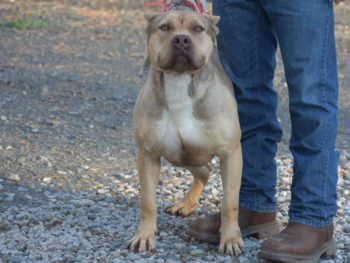 puppies for sale xl bully pitbulls