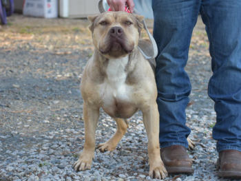 puppies for sale xl bully pitbulls