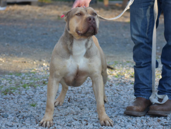 puppies for sale xl pitbulls sable
