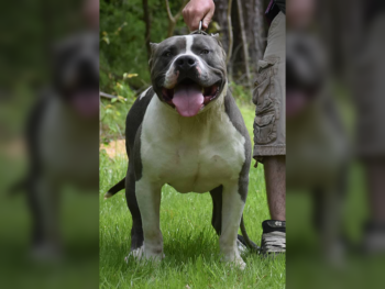 Blue XL American Bullies Stud
