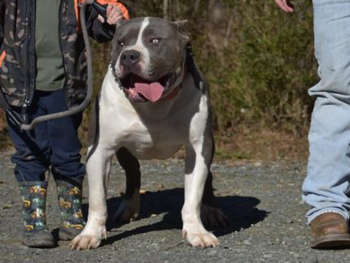 american bully ukc