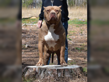 american bully xl champagne