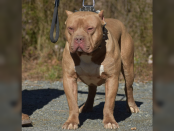 big baller's caramello son xl bullies