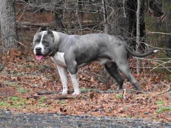 blue bullies for sale NC