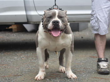 blue bullies size weight