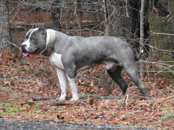 blue xl pitbulls for sale