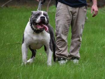 bluenose pitbulls for sale
