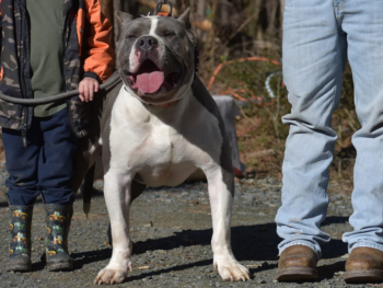 bullies for sale cost