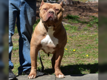 champagne xl american bully