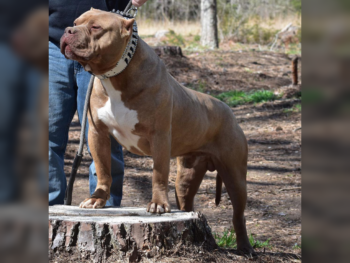 chocolate american bully xl stud north carolina breeders