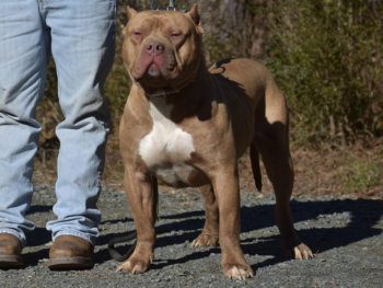 chocolate xl american bully