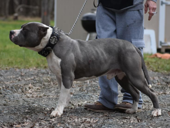muscular pitbulls bullies breeders