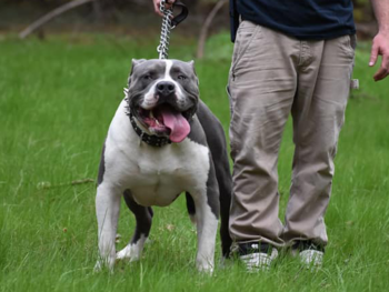 pitbull breeders
