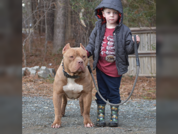 pitbull puppies for sale in north carolina