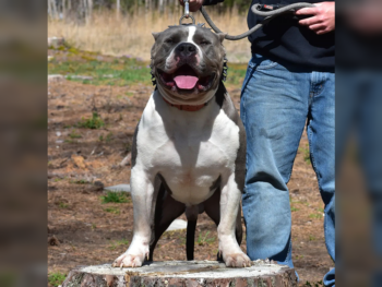xl blue bully pitbull