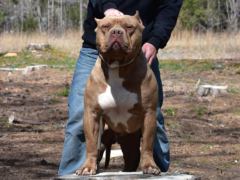 xl bullies for sale nc