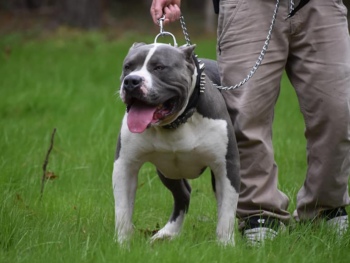 xl bullies for sale near me