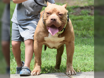 xl pitbulls for sale