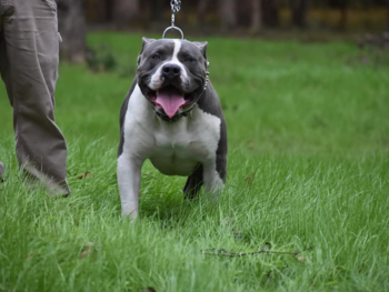 xxl bullies for sale