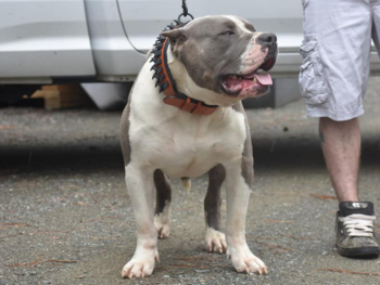 xxl pitbulls for sale