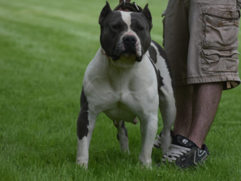 American Bullies for Sale near me