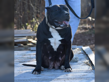 XXL Pitbull puppies solid black
