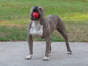 american bullies xl puppies for sale