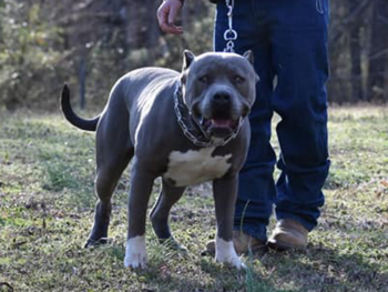 american bully bluenose xl