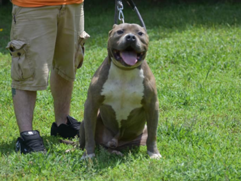american bully dog