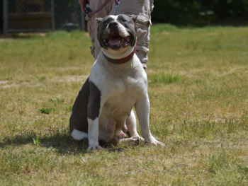 american bully kennels near me