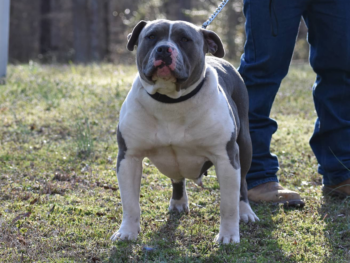 american bully kennels near me