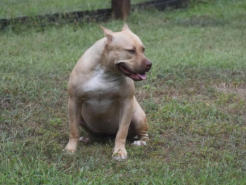 american bully pitbull puppies