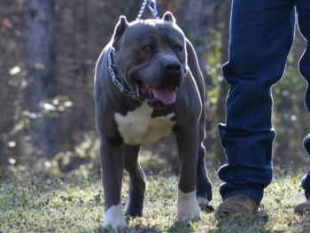 american bully xl bluenose pitbulls