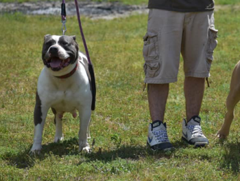 american bully xl kennels