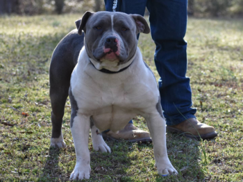 american bully xxl breeders