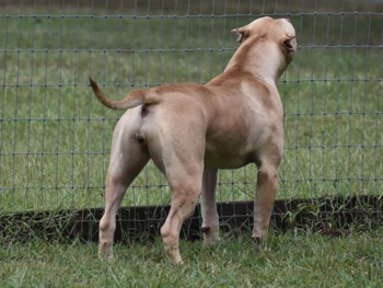 apbt dagger bloodline