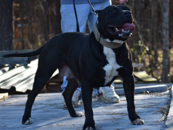 black bullies for sale near me