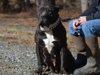 black xl bullies for sale