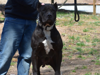 black xl pitbulls for sale