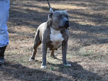 blue brindle pitbull iron cross kennels