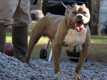blue brindle xl pitbulls
