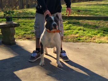 blue bully pitbulls